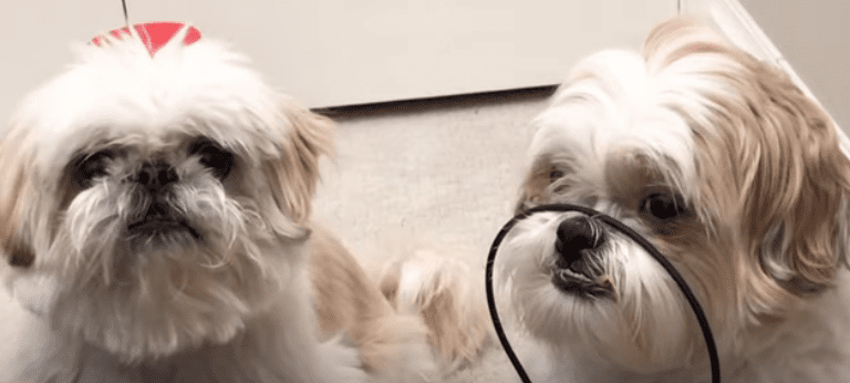 Shih Tzu – Tricks and Treats – Playing with the Door Stopper & Balancing Hair Band