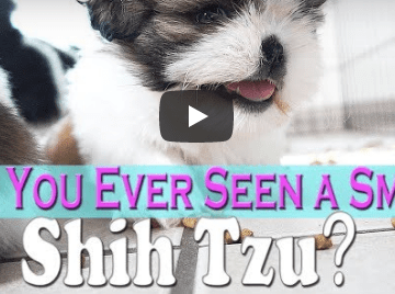 Smiling Shih Tzu