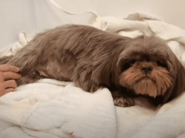 Stern But Comfy Shih Tzu