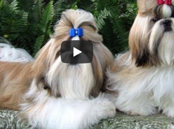 Girly Hair - Shih Tzus 1