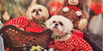 Polky Dotty Shih Tzus