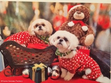 Polky Dotty Shih Tzus