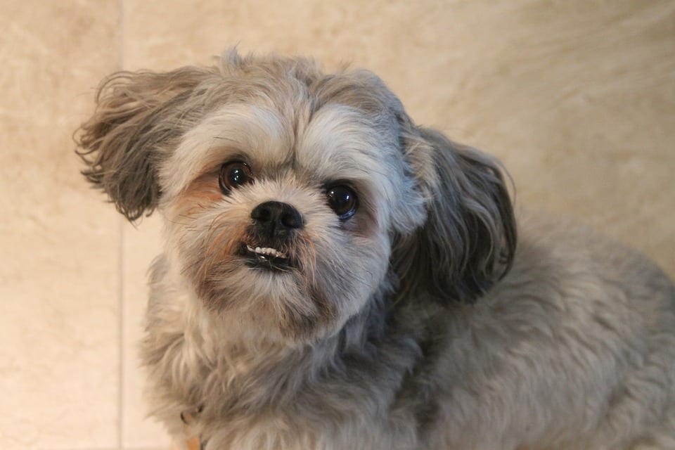 Brindle Shih Tzu, shih tzu colours