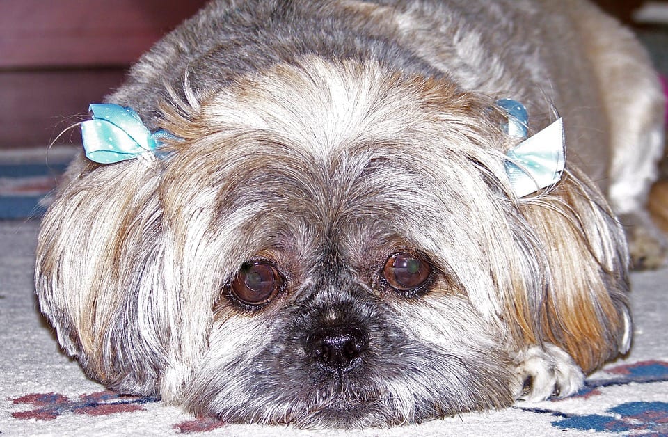 Brindle Shih Tzu