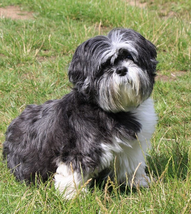 Arriba 18+ Foto shih tzu blanco y negro Actualizar Arriba 18+ Foto shih tzu blanco y negro Actualizar