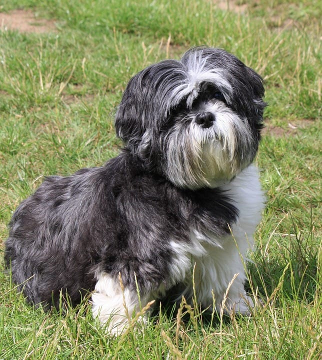 Black and White Shih Tzu