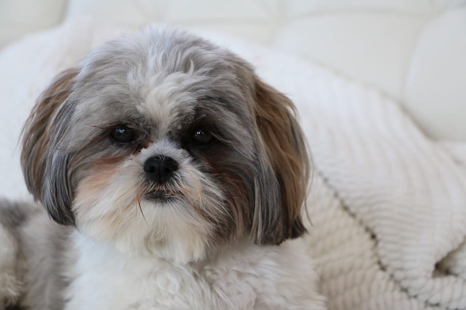 Shih tzu - Furry babies having Oatmeal