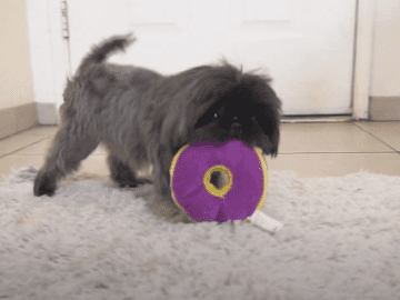 Shih Tzu Chewing