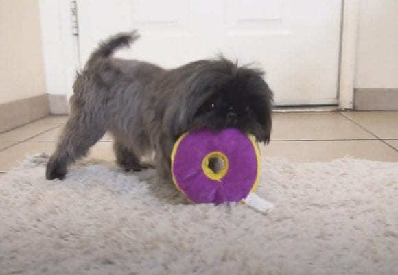 Shih Tzu Chewing