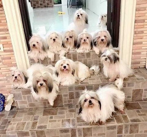 Cost of a Shih Tzu Puppy