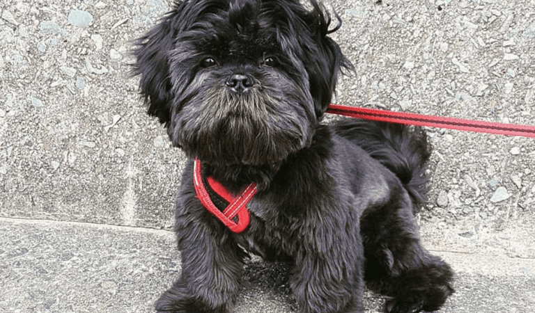 Black Shih Tzu: The black lion Dog