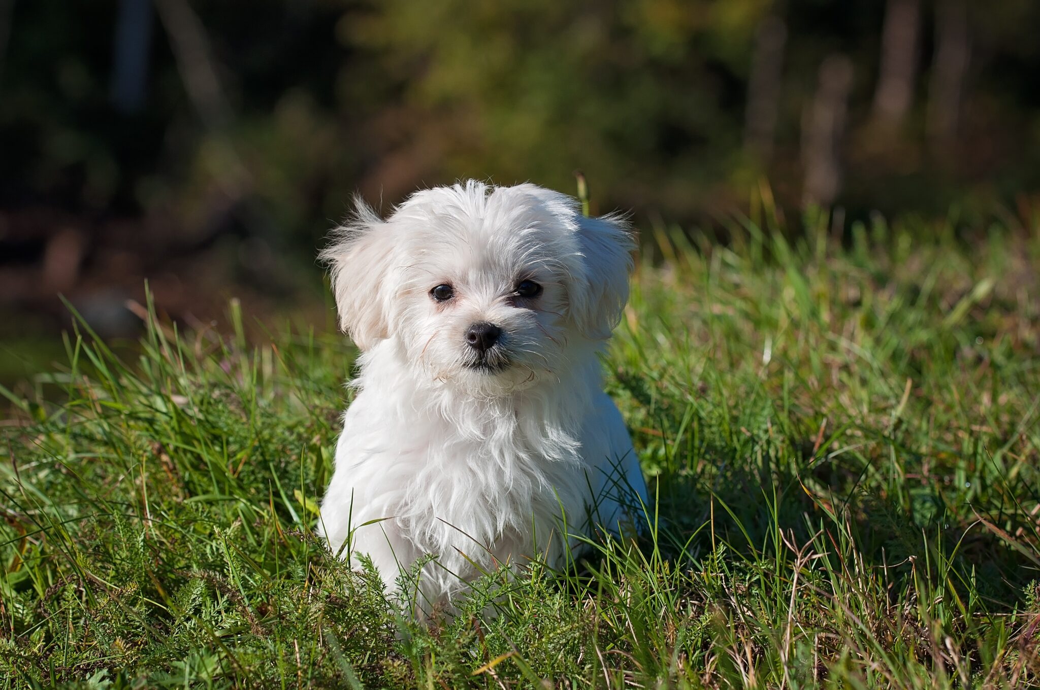 Shih Tzu Puppys