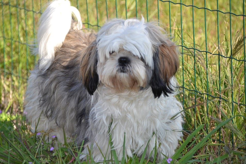 Shih Tzu Hypoallergenic, shih tzu shedding 