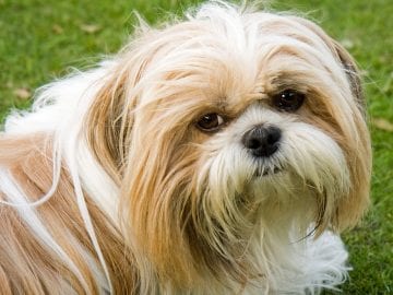 Indifferent Shih Tzu