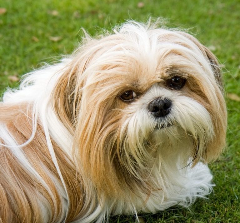 Indifferent Shih Tzu