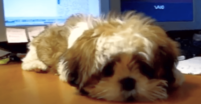 Shih Tzu – Puppy ZaiZai Learning New Tricks