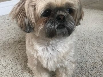 Shih Tzu Looking Blankly