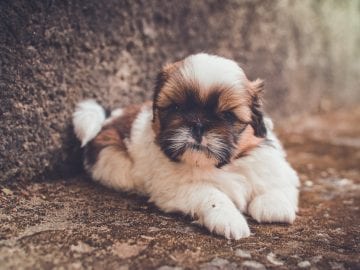 Angry Faced Shih Tzu