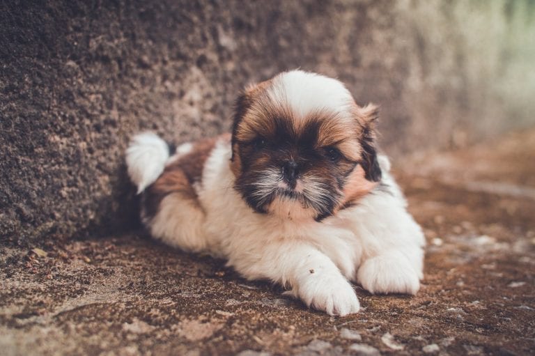 Angry Faced Shih Tzu