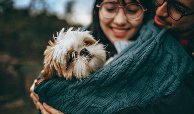 Corona Virus and Dogs: 6 Tips to keep your Shih Tzu Healthy