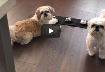 Two Shih Tzus