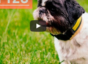 Shih Tzu on Grasses