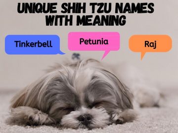 Unique Shih Tzu Names with Meaning