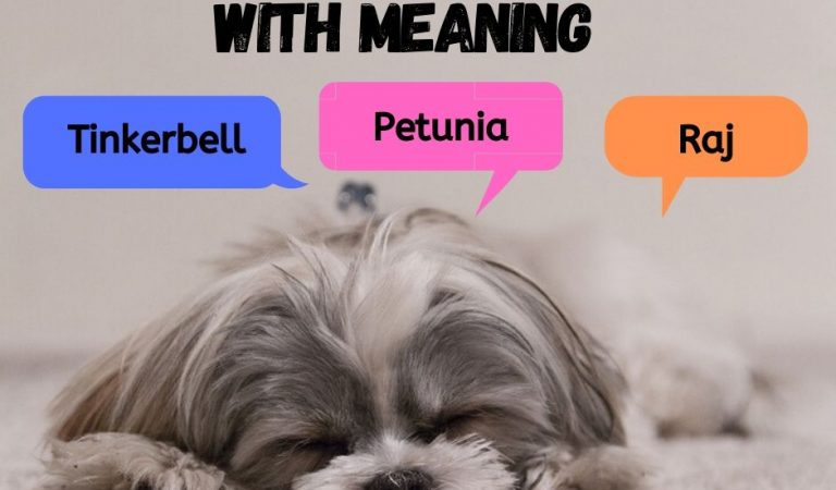 What’s in a Name? 20 Unique Shih Tzu Names with Meaning