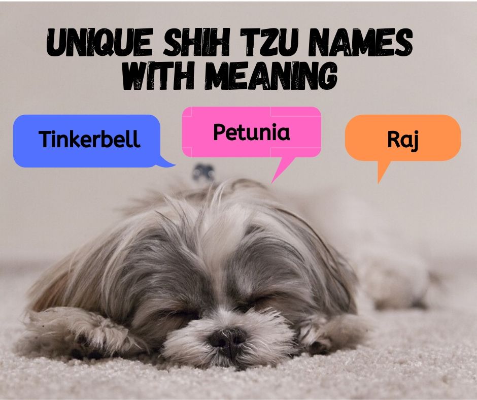 Unique Shih Tzu Names with Meaning
