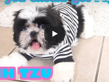 Shih Tzu Cuties