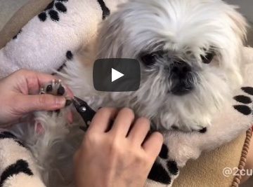 Shih Tzu Pedicure