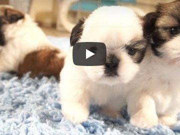 Playful Shih Tzus