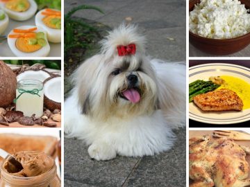 Safe Food for Shih Tzus