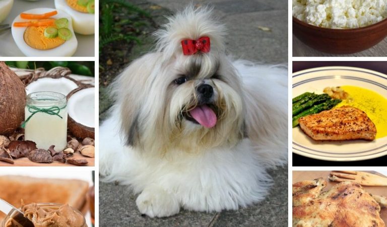 Safe Foods for your Shih Tzu – 6 of the Best