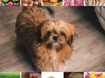 Shih Tzu Food Don'ts