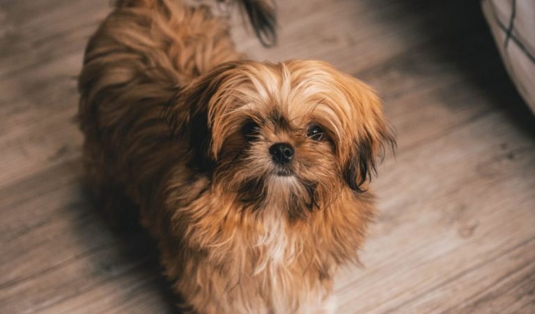 10 Shih Tzu Foods that are a No-No