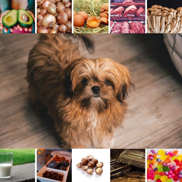 Shih Tzu Food Don'ts