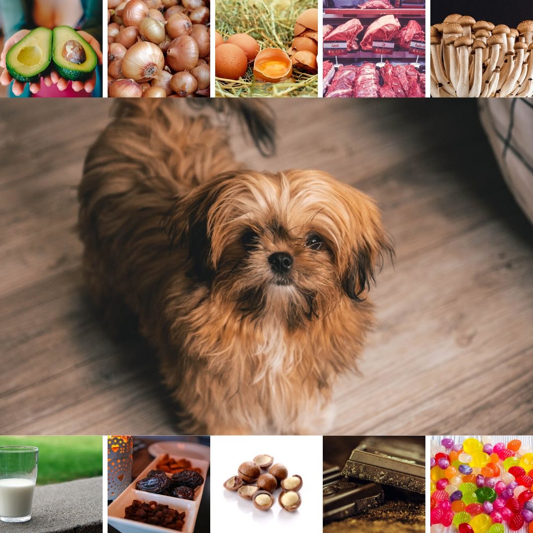 10 Shih Tzu Foods that are a NoNo Page 2 of 8 Shih Tzu Buzz