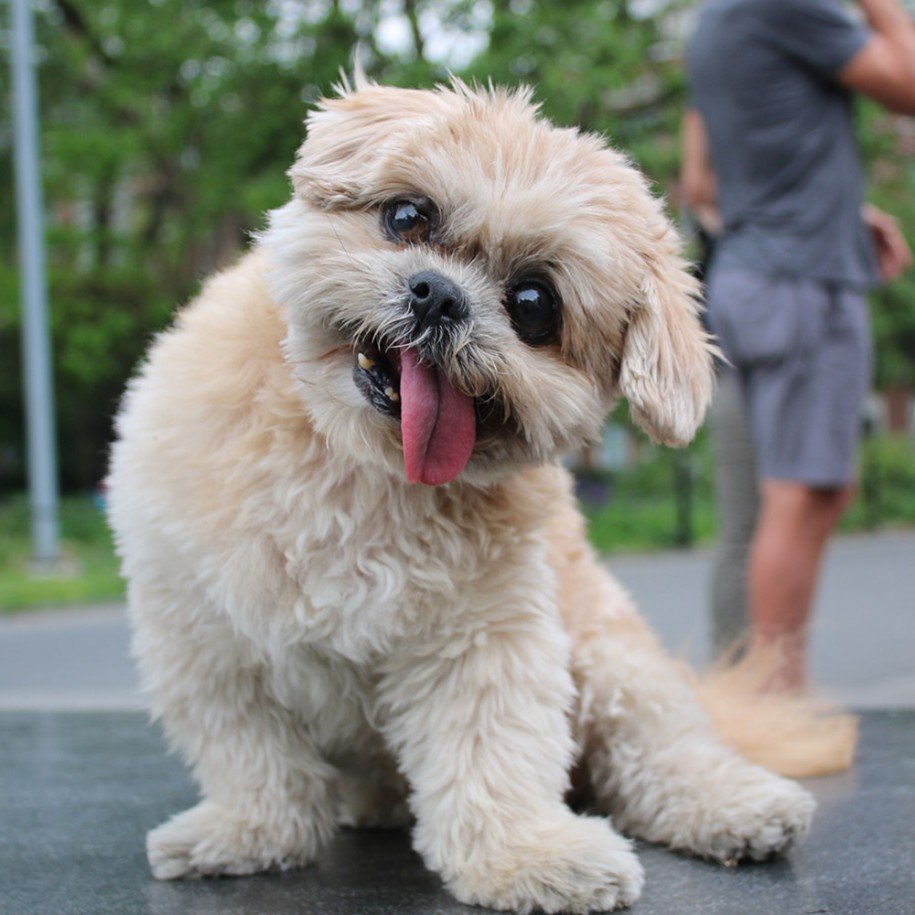 marnie shih tzu