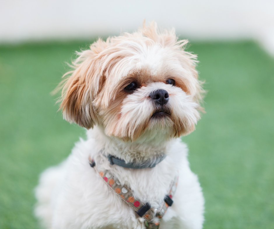 Shih Tzu ideas on Your Wedding Day