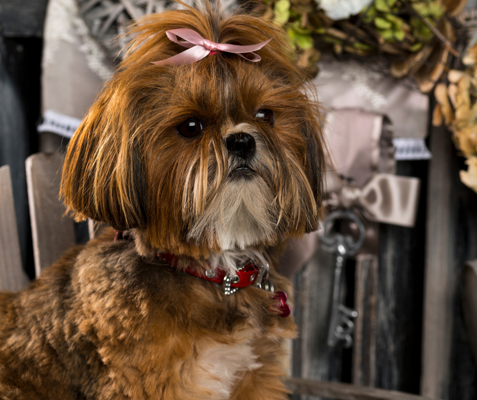 Shih Tzu 