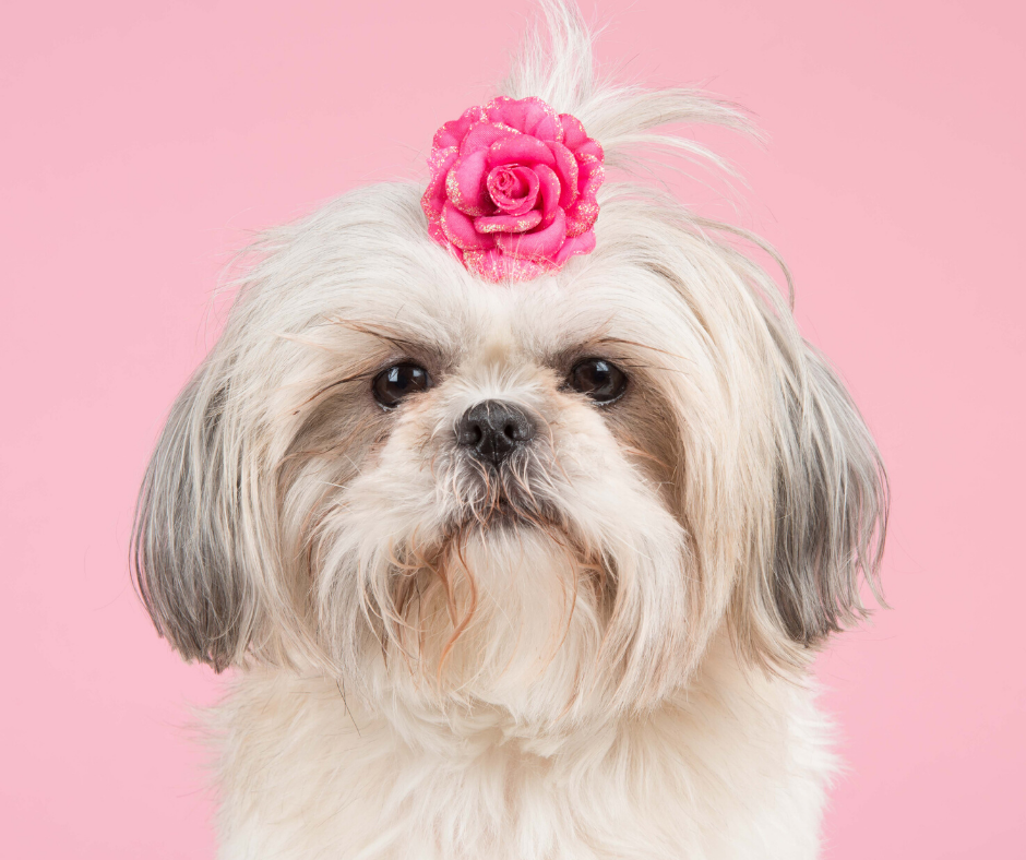 Shih Tzu on Your Wedding Day