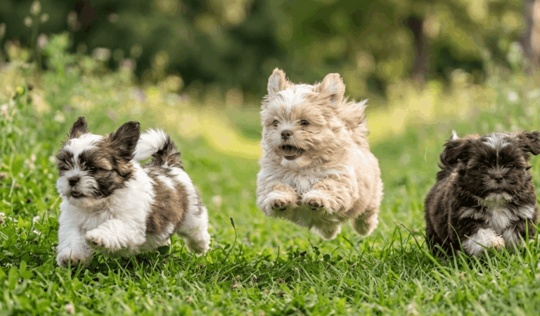Wild 7 weeks old Shih Tzus Puppies