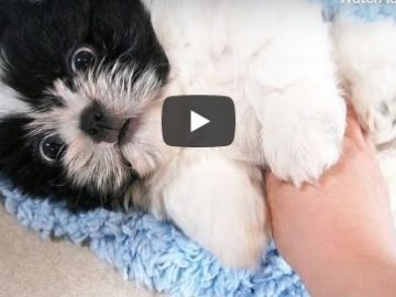 Shih Tzu Funny