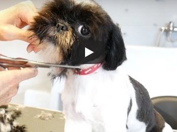 Grooming Shih Tzu