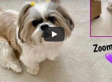 Shih Tzu - Lacey