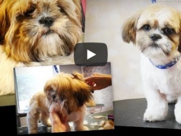 PetGroooming – Shih Tzu Puppy First Time at Grooming Salon