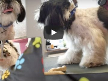 Shih Tzu Summer Cut