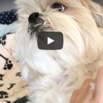 PetGroooming – Shih Tzu Puppy First Time at Grooming Salon