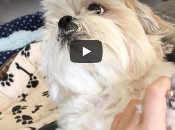 PetGroooming – Shih Tzu Puppy First Time at Grooming Salon